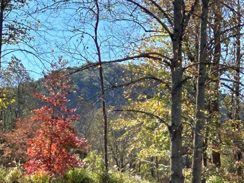 114 Orchard Street, Old Fort, NC 28762.  MLS# CAR4314228, YatesRealty ID 14980. Mature trees and in-town setting. 