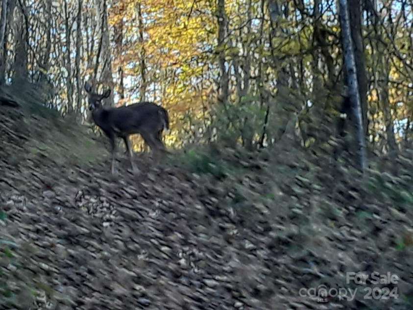 2200 Walnut Creek Road, Marshall, NC 28753.  MLS# CAR4200860, YatesRealty ID 1525. 