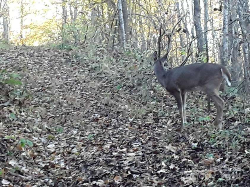 2200 Walnut Creek Road, Marshall, NC 28753.  MLS# CAR4200860, YatesRealty ID 1525. 