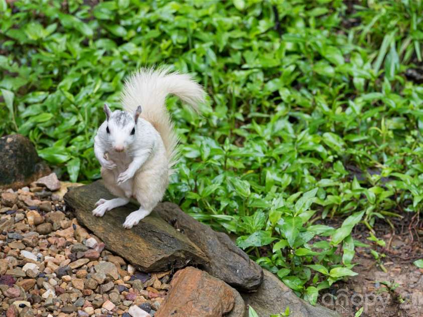 19 Forge Drive, Mills River, NC 28759.  MLS# CAR4344068, YatesRealty ID 1526. Surround by nature and little friends 