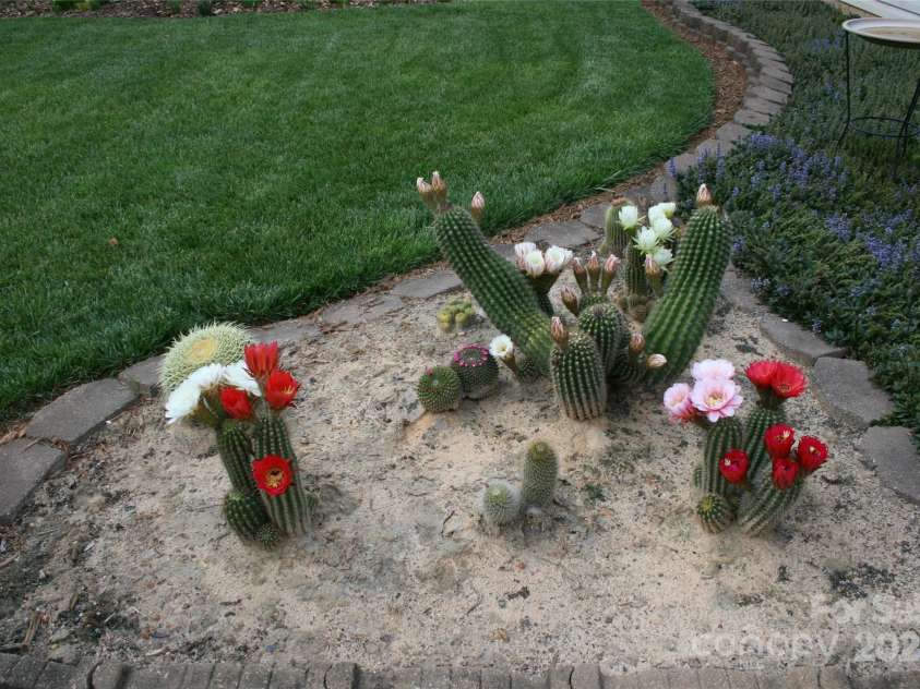 4711 Lenox Hill Place, Charlotte, NC 28269.  MLS# CAR4261268, YatesRealty ID 15448. Cactus