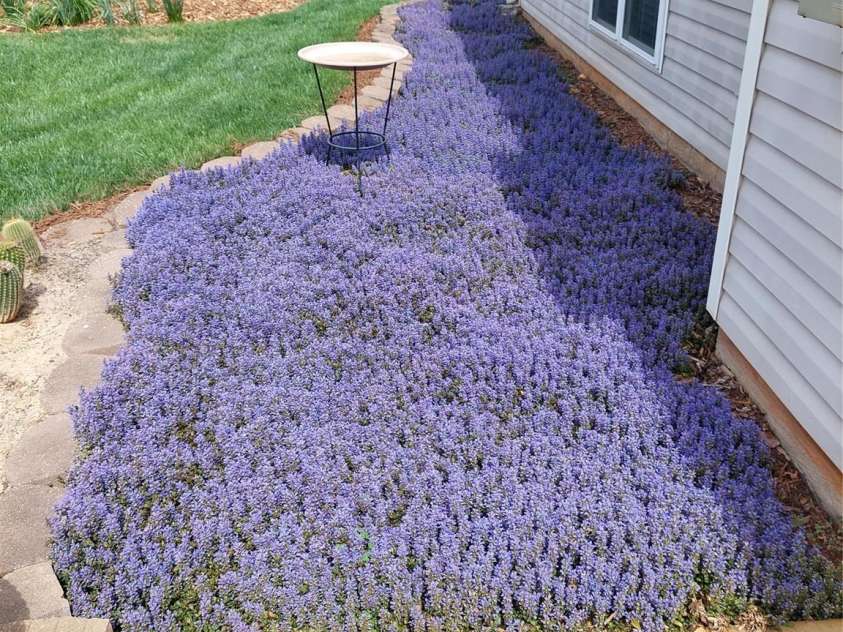 4711 Lenox Hill Place, Charlotte, NC 28269.  MLS# CAR4261268, YatesRealty ID 15448. Side view of home