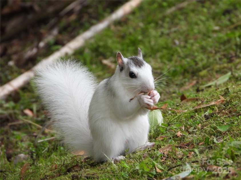 95 Ridgewood Place, Brevard, NC 28712.  MLS# CAR4235574, YatesRealty ID 15757. 