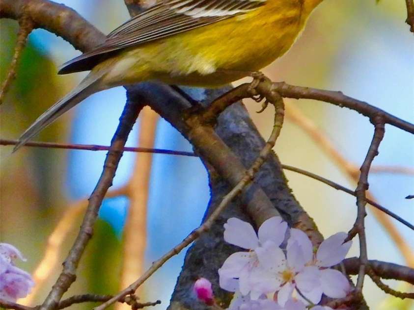 95 Ridgewood Place, Brevard, NC 28712.  MLS# CAR4235574, YatesRealty ID 15757. 