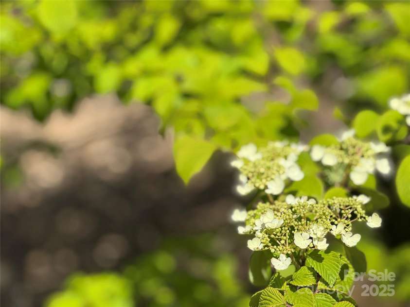 180 Dalton Lane, Black Mountain, NC 28711.  MLS# CAR4245129, YatesRealty ID 15847. Hydrangeas starting to bloom
