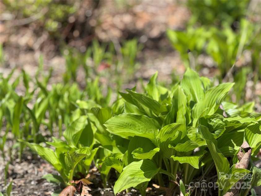 180 Dalton Lane, Black Mountain, NC 28711.  MLS# CAR4245129, YatesRealty ID 15847. Native hostas