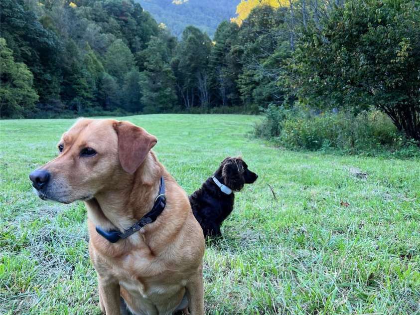 2180 Pigeon Roost Road, Green Mountain, NC 28740.  MLS# CAR4137054, YatesRealty ID 1587. It's a dog's life