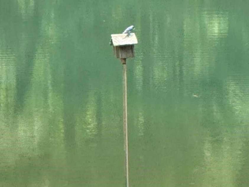620 Smith Waldrop Road, Columbus, NC 28722.  MLS# CAR4209729, YatesRealty ID 15909. Active bird house perched in spring-fed pond.