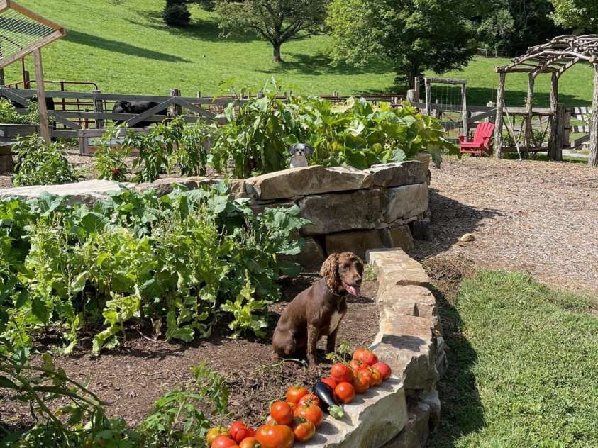 973 Sitting Rock Trail, Cullowhee, NC 28723.  MLS# CAR4257452, YatesRealty ID 15952. Vegetable Garden with Berries & Orchard