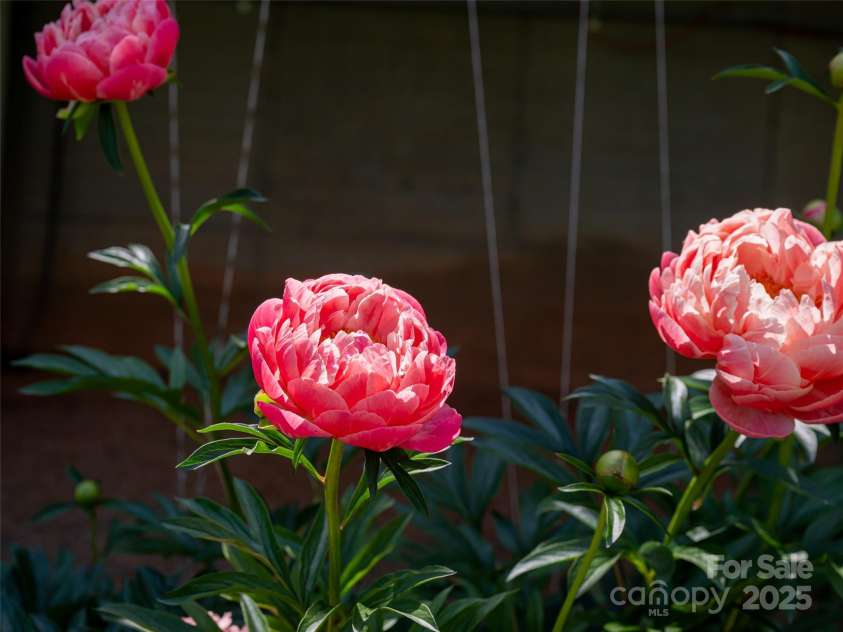 15 Sassy Lane, Asheville, NC 28805.  MLS# CAR4248835, YatesRealty ID 16032. Welcome to the garden of peonies...