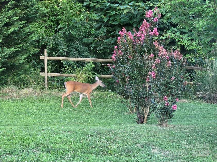 626 Fairview Loop, Hot Springs, NC 28743.  MLS# CAR4302454, YatesRealty ID 1621. Many deer of all sizes and descriptions surround the house all the time. Watch them eating, romping, and moms nursing their young in the meadow, or simply walking through the back and side yards.