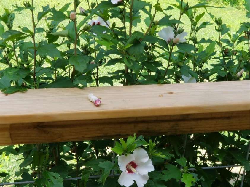 660 Pace Road, Hendersonville, NC 28792.  MLS# CAR4254895, YatesRealty ID 16285. 