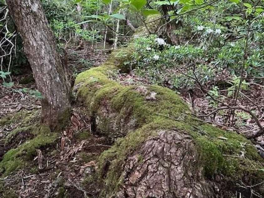 167 Simmons Ridge Road, Spruce Pine, NC 28777.  MLS# CAR4287877, YatesRealty ID 1633. 