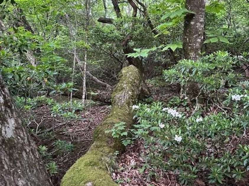 167 Simmons Ridge Road, Spruce Pine, NC 28777.  MLS# CAR4287877, YatesRealty ID 1633. 