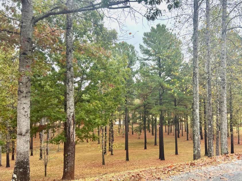 80 Grandview Loop, Nebo, NC 28761.  MLS# CAR4317495, YatesRealty ID 16868. Trees at the entrance of Grandview Peaks.