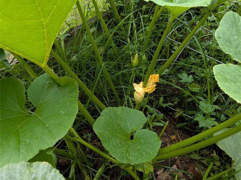 3002 Plyler Mill Road, Monroe, NC 28112.  MLS# CAR4330579, YatesRealty ID 16894. Squash growing in the garden
