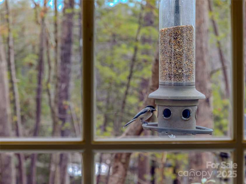 74 Forest Road, Asheville, NC 28803.  MLS# CAR4223182, YatesRealty ID 16992. Feathered friends