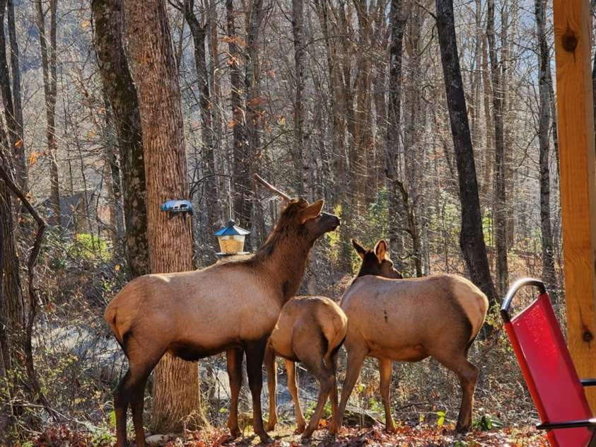 16 Standing Rock Ridge, Maggie Valley, NC 28751.  MLS# CAR4371056, YatesRealty ID 17112. 