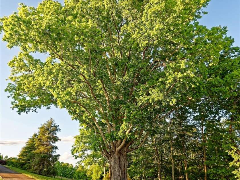 1250 Mountain Creek Road, Rutherfordton, NC 28139.  MLS# CAR4266974, YatesRealty ID 17284. 