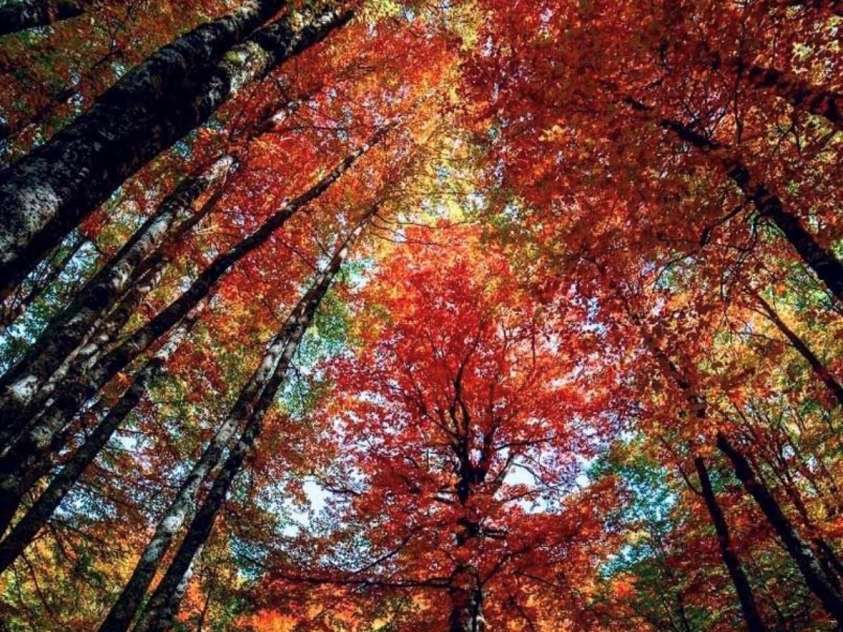 14 Weeping Cherry Forest Road, Fairview, NC 28730.  MLS# CAR4356619, YatesRealty ID 17536. The community and surrounding Blue Ridge Mountains come alive in Fall!
