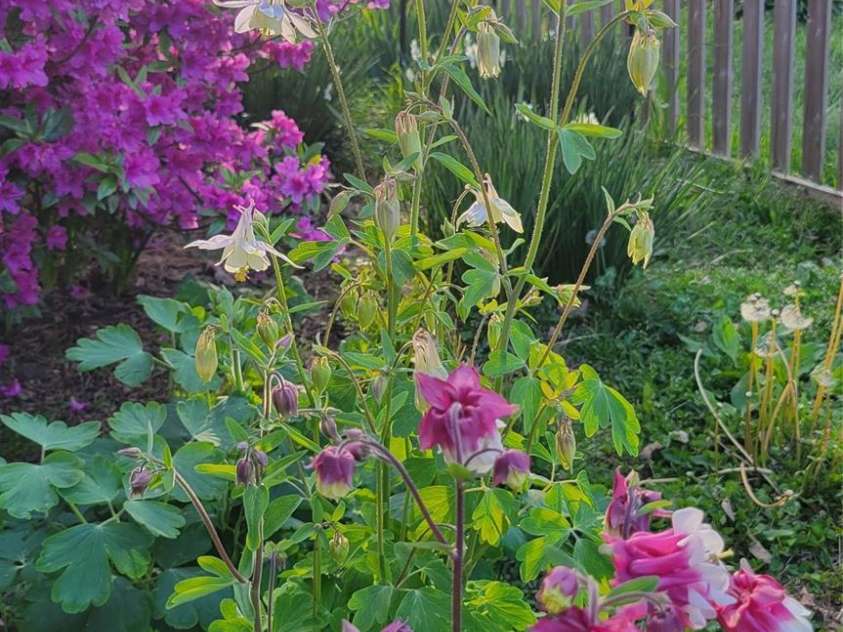 10 Haven Crest Lane, Fletcher, NC 28732.  MLS# CAR4321217, YatesRealty ID 17537. Beautiful flowers in spring!