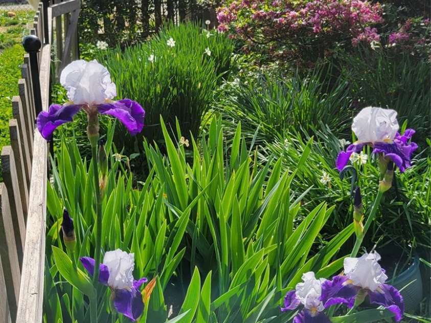 10 Haven Crest Lane, Fletcher, NC 28732.  MLS# CAR4321217, YatesRealty ID 17537. Beautiful flowers in spring!