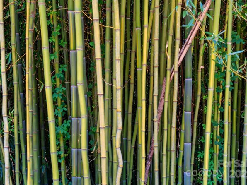 147 Preservation Way, Waynesville, NC 28786.  MLS# CAR4264584, YatesRealty ID 17550. Lots of privacy plants and trees including bamboo