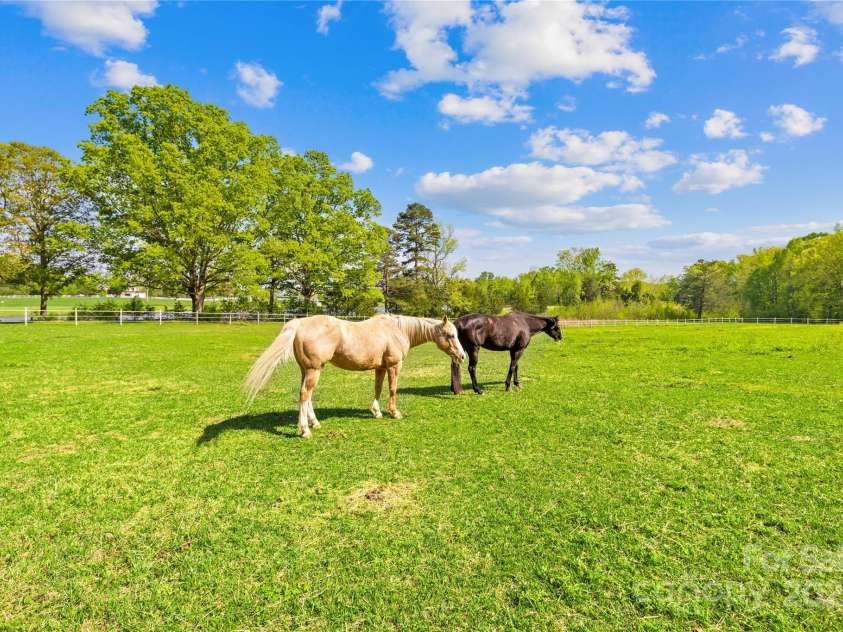 4896 Pageland Highway, Lancaster, SC 29720.  MLS# CAR4246067, YatesRealty ID 17701. Pasture 2