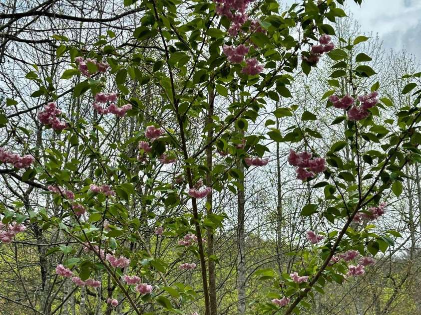 414 Hickory Cove Road, Bryson City, NC 28713.  MLS# CAR4243476, YatesRealty ID 17715. 