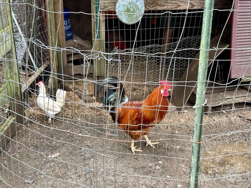 414 Hickory Cove Road, Bryson City, NC 28713.  MLS# CAR4243476, YatesRealty ID 17715. Chickens and chicks can convey