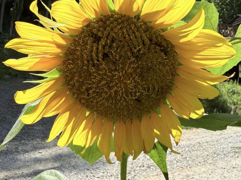 43 Dillingham Estates Trail, Swannanoa, NC 28778.  MLS# CAR4268035, YatesRealty ID 17770. 