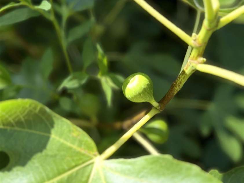 43 Dillingham Estates Trail, Swannanoa, NC 28778.  MLS# CAR4268035, YatesRealty ID 17770. 