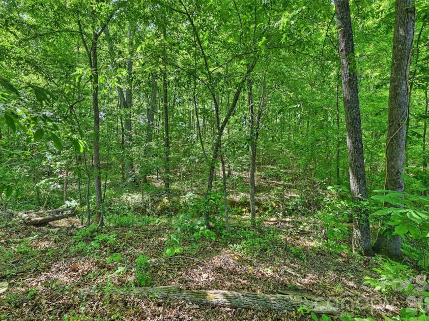 2500 Grayson Parkway, Monroe, NC 28110.  MLS# CAR4373636, YatesRealty ID 17804. Woods down to the Creek