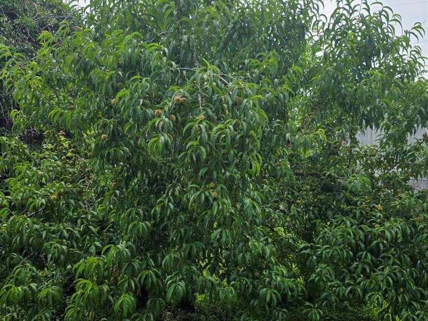 3 Forest Drive, Lexington, NC 27292.  MLS# CAR4342487, YatesRealty ID 17868. Peach Tree in Back yard