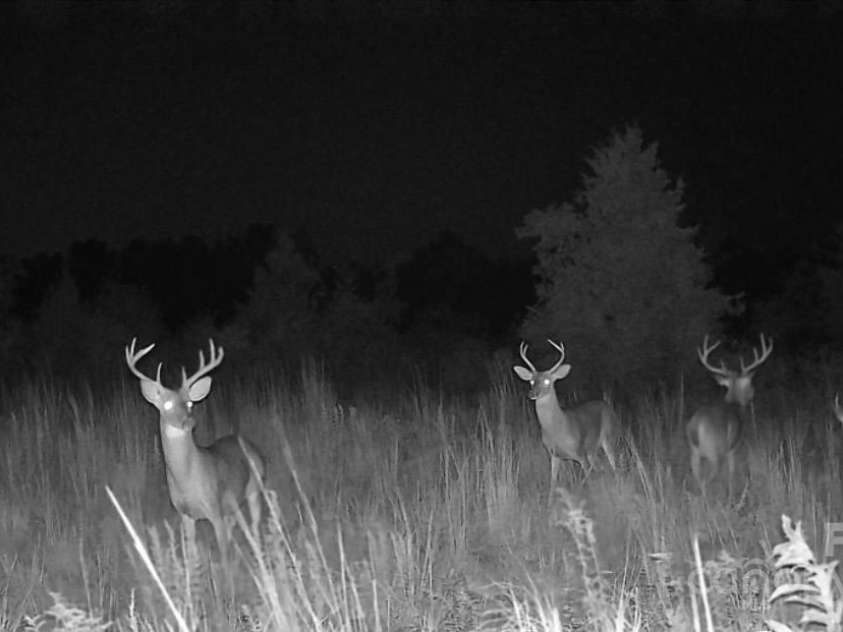 1202 Neds Creek Road, Kershaw, SC 29067.  MLS# CAR4265353, YatesRealty ID 17969. 