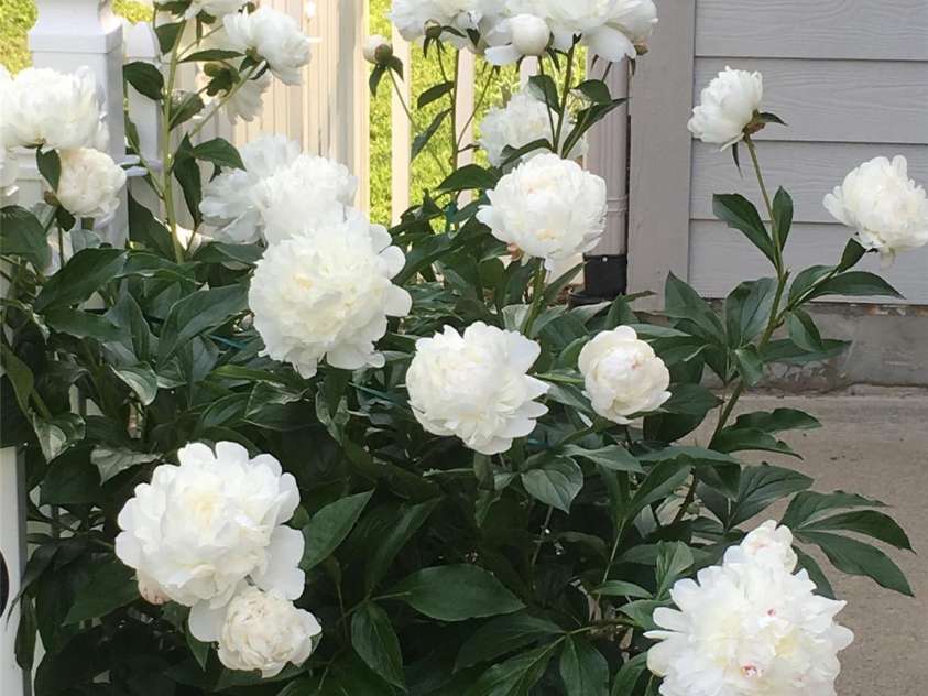 23 Holiday Drive, Arden, NC 28704.  MLS# CAR4312790, YatesRealty ID 1813. Back Patio