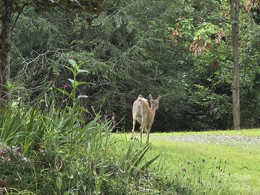 15 Mountain Tea Lane, Alexander, NC 28701.  MLS# CAR4276660, YatesRealty ID 18176. 
