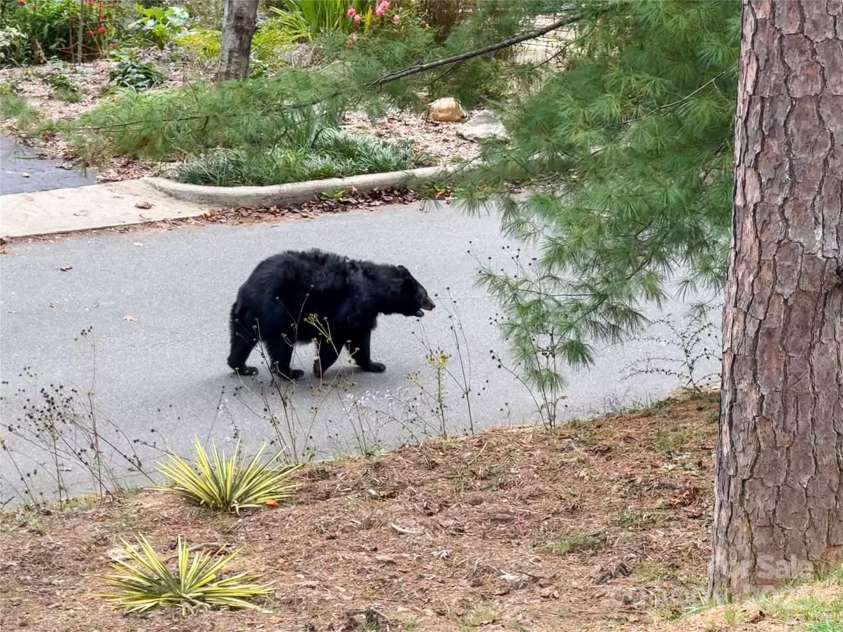 351 Windsor Road, Asheville, NC 28804.  MLS# CAR4306947, YatesRealty ID 1819. 