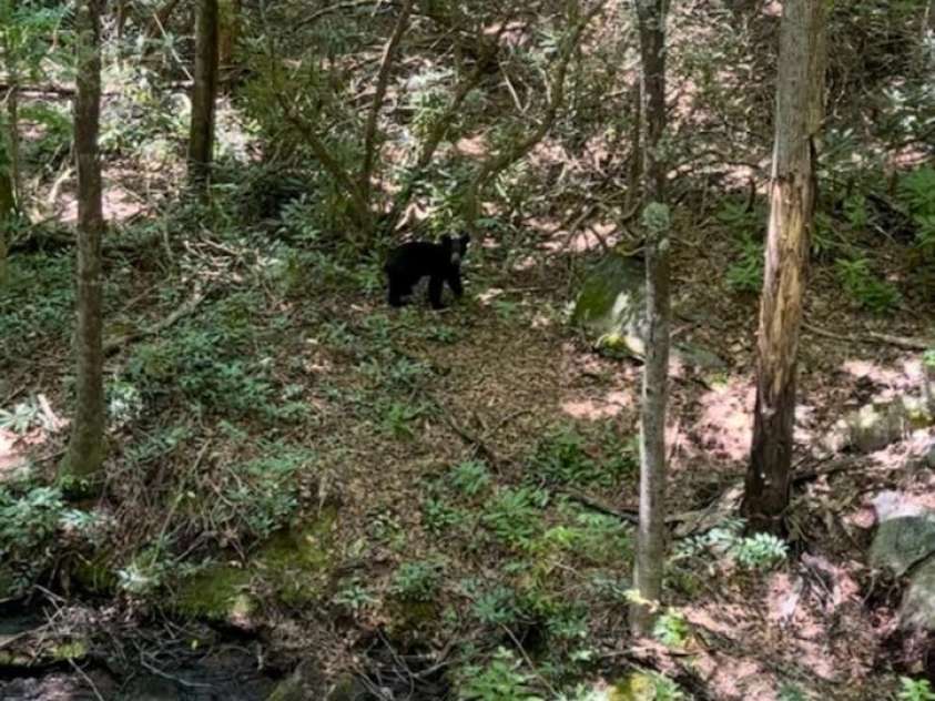 630 Shumont Road, Black Mountain, NC 28711.  MLS# CAR4269091, YatesRealty ID 18369. 