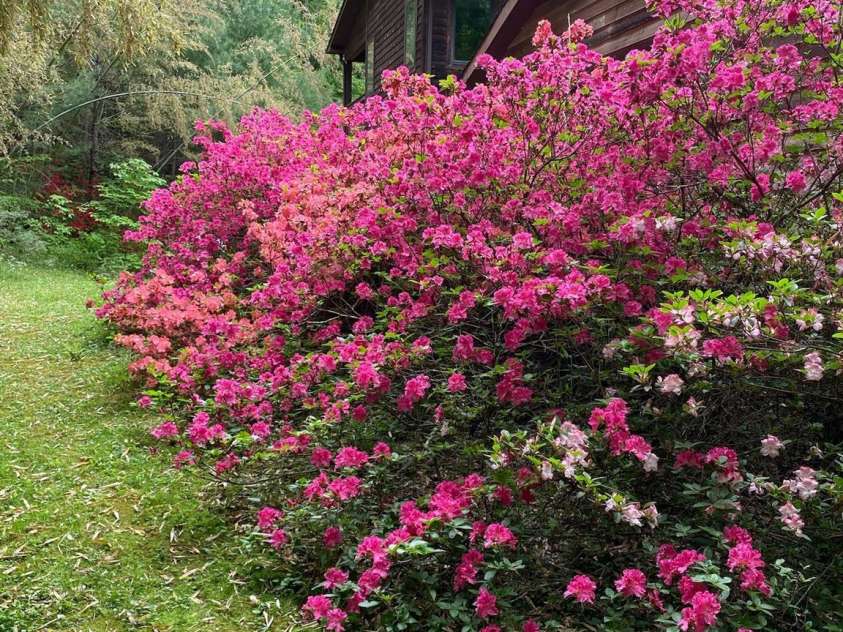 721 Kuenzel Eller Drive, Millers Creek, NC 28651.  MLS# CAR4179124, YatesRealty ID 184. Spring time puts on an Azalea Show all around the home