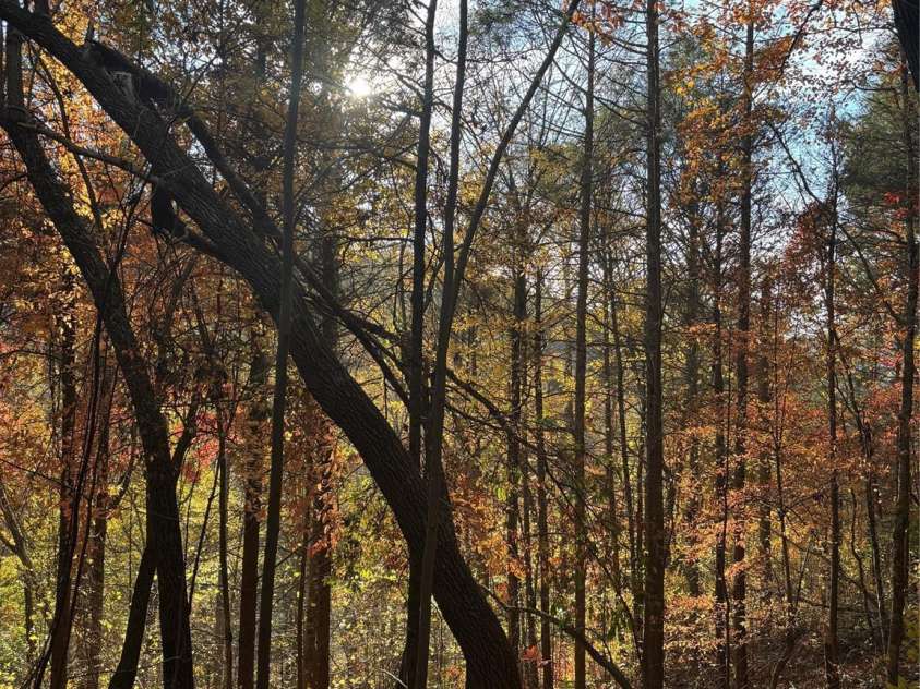 000 Cook Cove Road, Weaverville, NC 28787.  MLS# CAR4327068, YatesRealty ID 1845. 