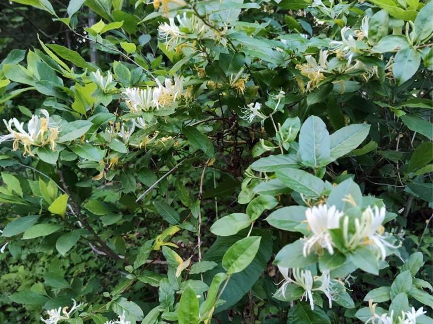 7881 US 25/70 Highway, Marshall, NC 28753.  MLS# CAR4257873, YatesRealty ID 18474. Honeysuckle and other native plants abound throughout the property