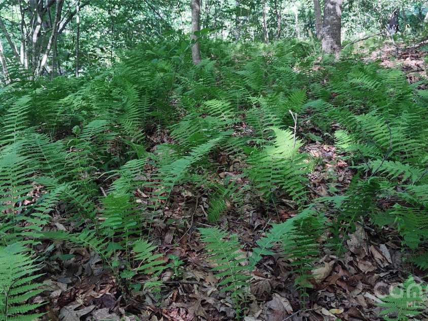 7881 US 25/70 Highway, Marshall, NC 28753.  MLS# CAR4257873, YatesRealty ID 18474. More native plants