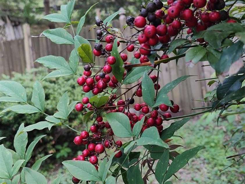 7881 US 25/70 Highway, Marshall, NC 28753.  MLS# CAR4257873, YatesRealty ID 18474. Native plants