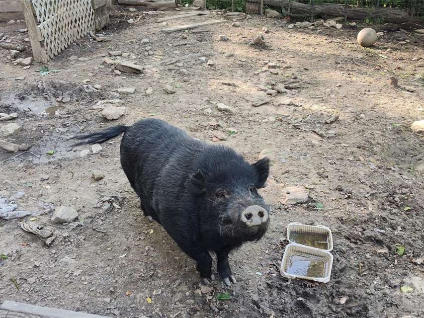 7881 US 25/70 Highway, Marshall, NC 28753.  MLS# CAR4257873, YatesRealty ID 18474. Pig pen happiness