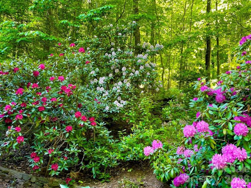 38 Sutton Knob Road, Candler, NC 28715.  MLS# CAR4361951, YatesRealty ID 18692. The Rhododendrons in bloom
