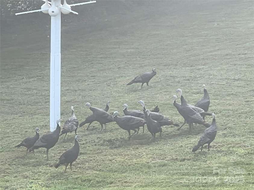 57 Union Chapel Road, Weaverville, NC 28787.  MLS# CAR4307252, YatesRealty ID 188. Turkeys