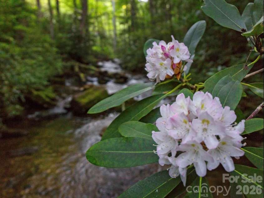 33 Robinson Creek Road, Asheville, NC 28803.  MLS# CAR4359892, YatesRealty ID 18816. Native rhodo thickets