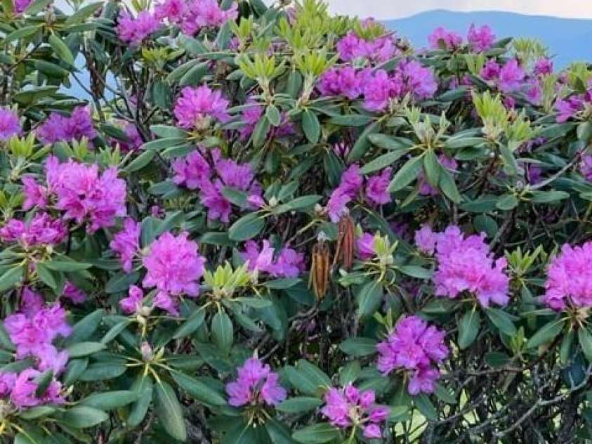 143 Daniel Boone Trail, Burnsville, NC 28714.  MLS# CAR4261449, YatesRealty ID 1925. Enriched land comes alive in the spring with native plantings