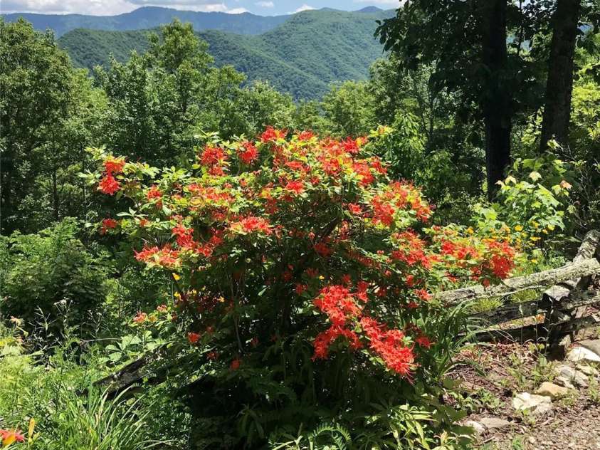 724 Pless Underwood Road, Maggie Valley, NC 28751.  MLS# CAR4268865, YatesRealty ID 19270. Flaming azaleas; on property